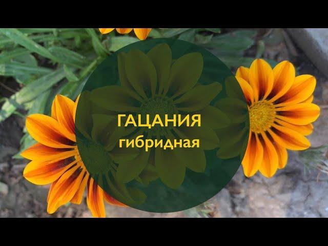 Гацания гибридная (Gazania rigens) садовые цветы