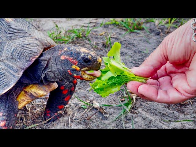 Feeding My Pet Turtle Lettuce I Grew In My Garden