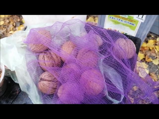посадка грецкого ореха осенью