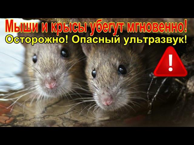 7 минут ужаса для грызунов! Осторожно! Ультразвук!/7 minutes of horror for rodents! Carefully!