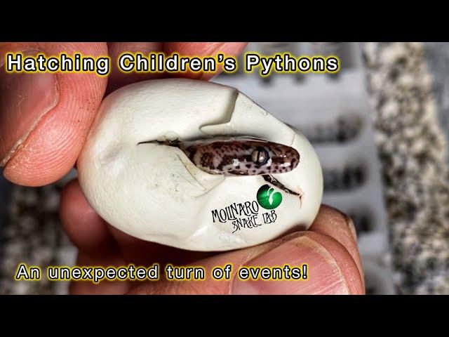 Hatching Children’s Pythons! (2024)