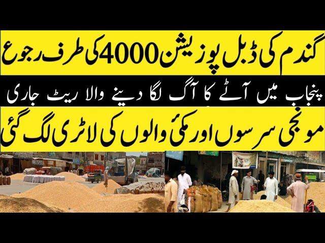 Today Wheat price in punjab//گندم کا ریٹ 2024/munji makki till sarso/Galla mandi rate today