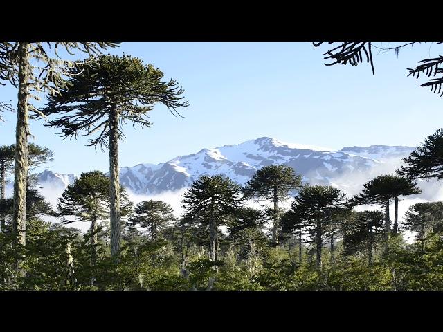 Araucaria - Monkey Puzzle trees - Conguillio -  Chile