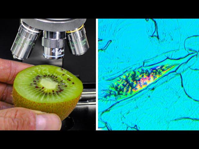 Kiwi Fruit Under Microscope