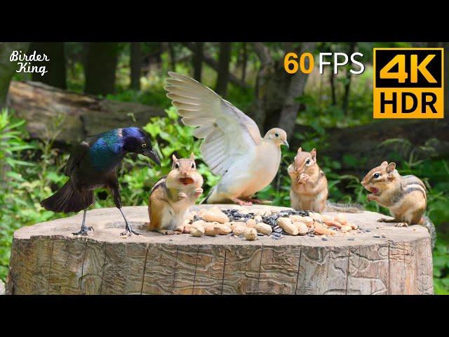 Cat TV for Cats to Watch  Pleased Chipmunks, Birds, Squirrels  4K HDR 60FPS