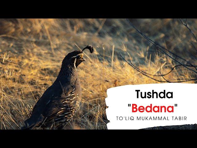 TUSHDA BEDANA TABIRI | TUSHDA BEDANANI KO'RSA NIMALAR BO'LADI