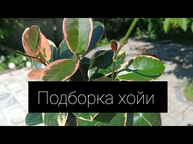 Подборка хойи 🪷🪴 Hoya obovata variegata, thomsonii, Australis bloody, buottii и другие