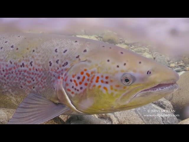 Atlantic Salmon female on low water in a river in Norway