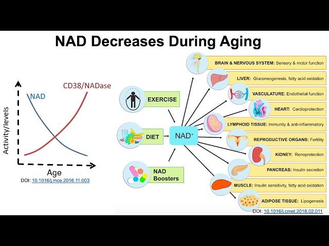 Are there foods that can increase NAD? (Part I)