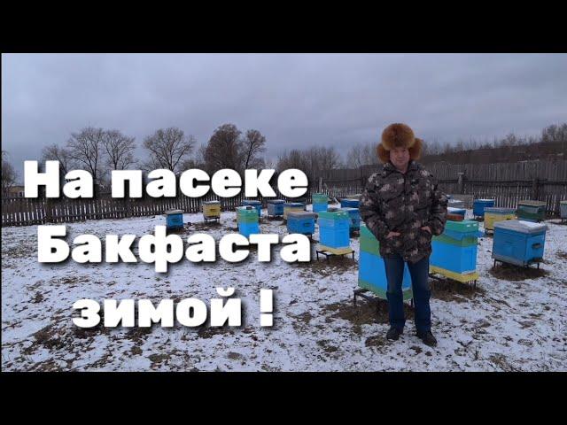 На пасеке Бакфаста зимой. Подведение итогов лотереи.