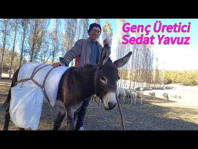 270 Koyun Keçi 8 Köpek 1 Eşek - Genç Çoban Sedat Yavuz - Akin Köyü #hayvancılık