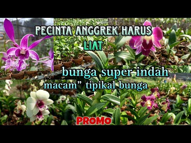 Promo bunga anggrek indah.