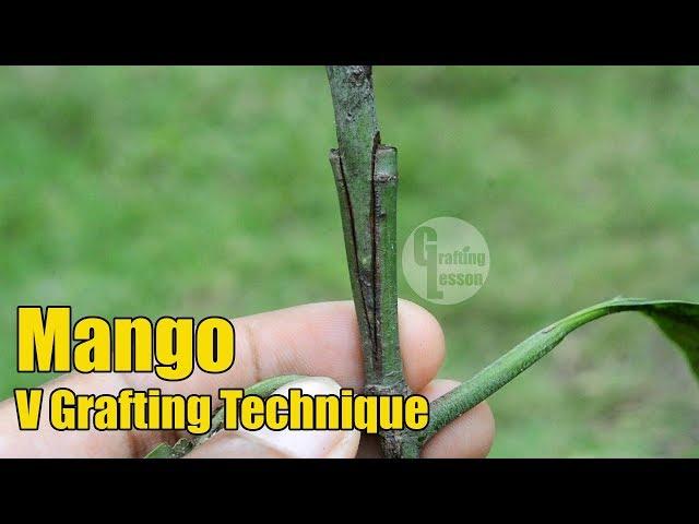 Mango V Grafting Technique With Result (100% Success)