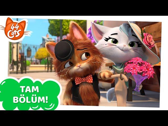 44 Kedi | TAM BÖLÜM | Zarif Kedi Snobin | Sezon 1 Bölüm 19