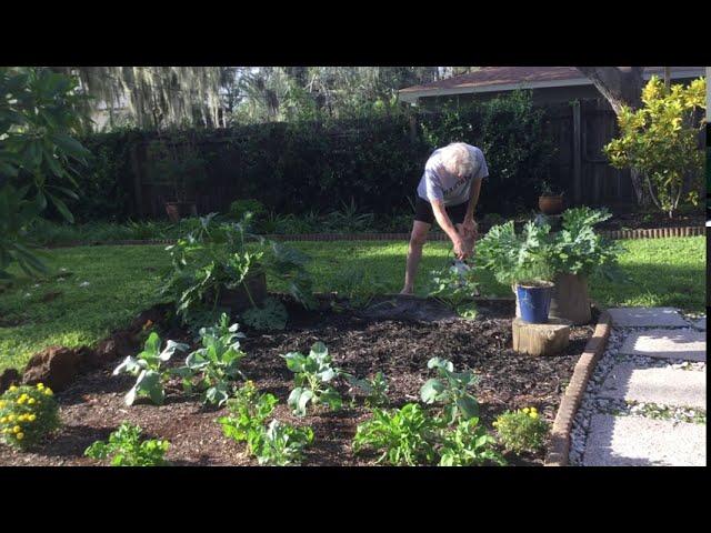 4 different ways to garden when you move to Sarasota, Florida