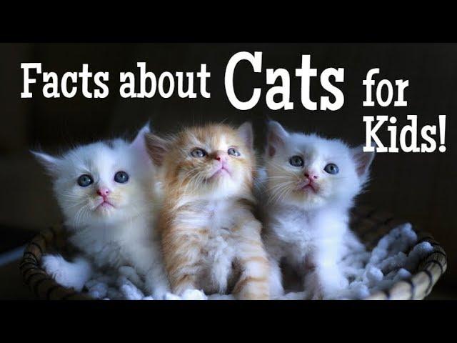 Facts about Cats for Kids | Animal Learning Video