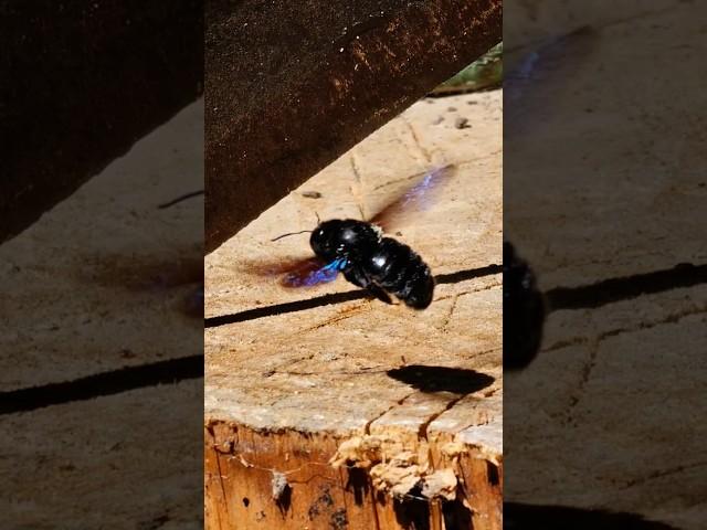 Violet carpenter bee #insects #bee