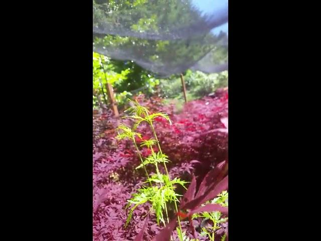 2016:  Acer Palmatum 'Seiryu'