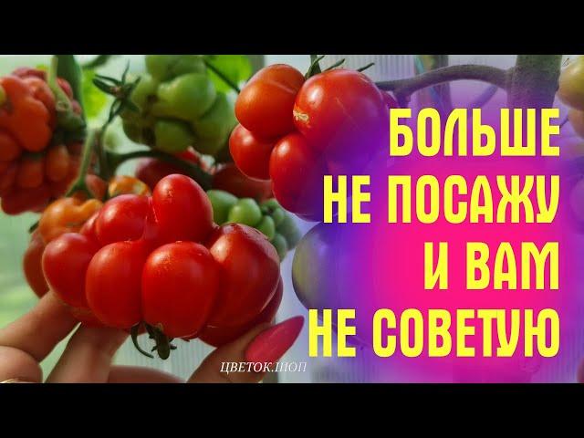 ХУДШИЕ СОРТА ТОМАТОВ сезон 2023! ЧИСТЫЙ ПИАР, А ПО ВКУСУ НИКАКИЕ!