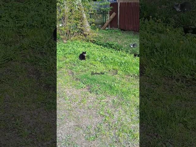 #cat #кошки