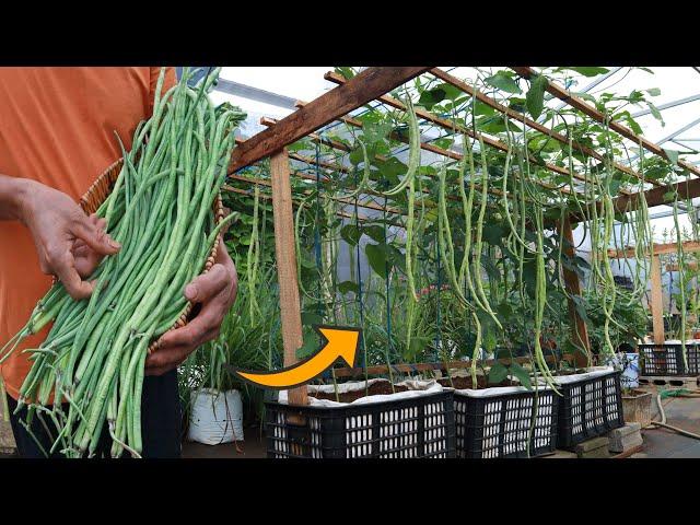 Grow long beans on the terrace in used recycling baskets