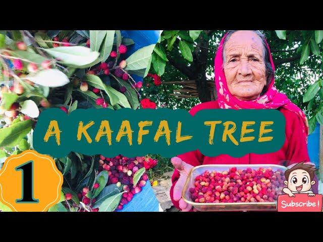 A Kaafal Tree | Vlog #5 | Nomadic Narry