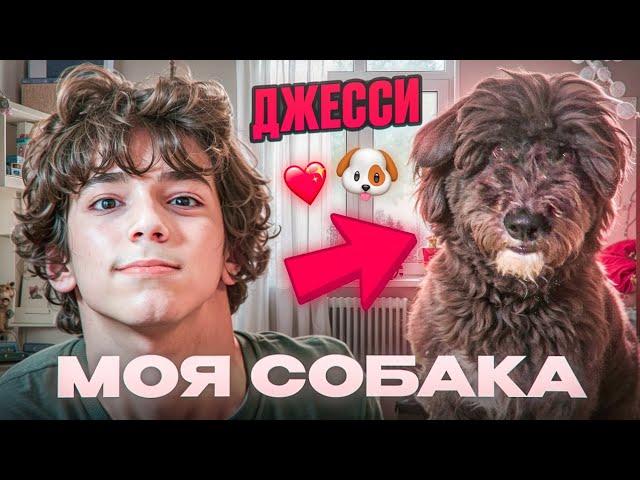 МОЯ СОБАКА ДЖЕССИ *она очень умная*