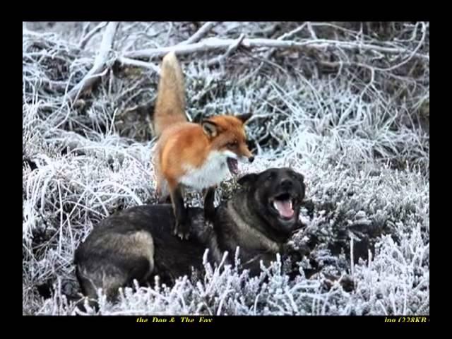 The Dog & The Fox         Ivan S Chin