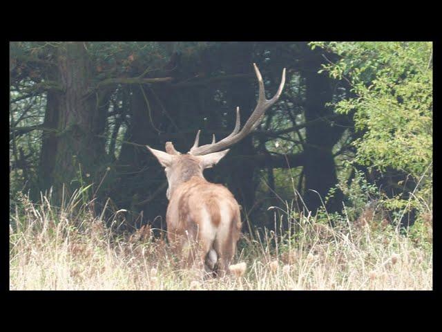 Geweihtange bricht -  Hirsch stark angeschlagen...