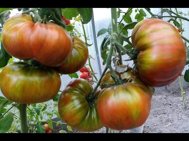 THE BEST FOLK REMEDIES FOR FEEDING TOMATOES