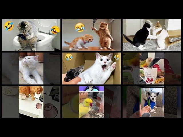 What's Trending in Pets & Animals on Monday, April 17th, 2023