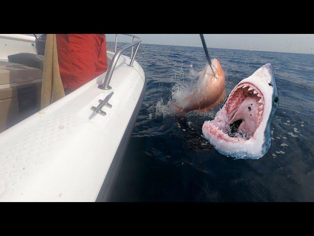 TRYING NOT TO GET SHARKED WHILE SNAPPER FISHING!!!