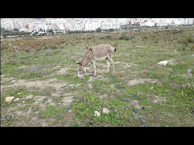 Donkey colour /  Wild Donkeys