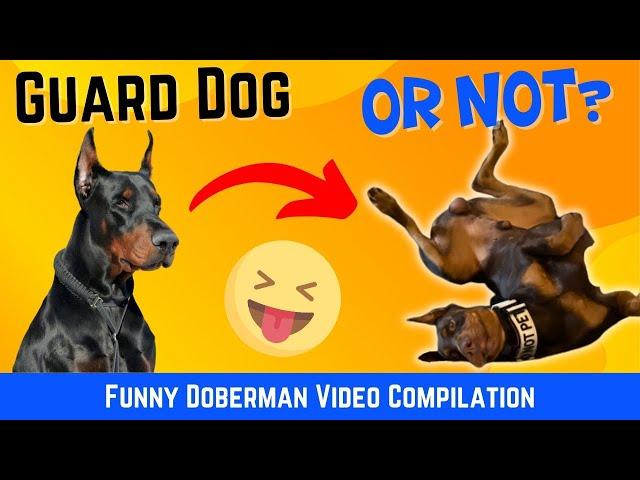 Dobermans Breaking Character: Funny Doberman Video Compilation!