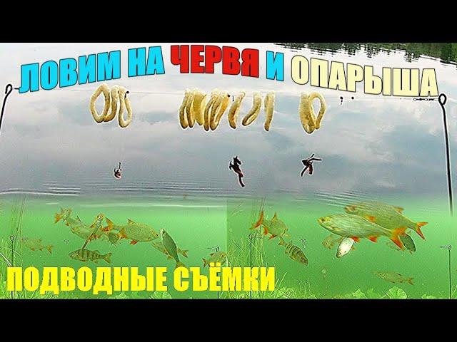 ЛОВИМ РЫБУ на червя и опарыша!!! Подводные съёмки. Прозрачная вода.