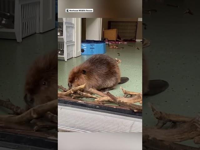 Baby rescue beaver adorably builds dam to keep her roommate out ️