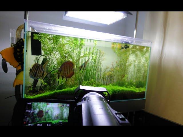 **We Lost One**  54 Gallon Planted Altum Angelfish and Discus Tank 4K