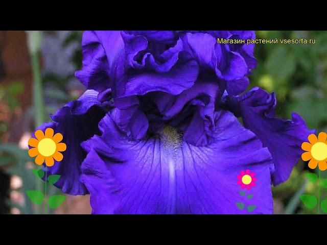 Ирис германский Брекерс. Краткий обзор, описание характеристик iris germanica Breakers
