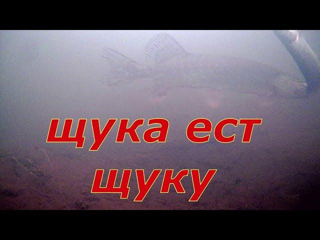 Рыбалка 2024-25. Щука ест щуку. На рыбалку с дедом и супругой.