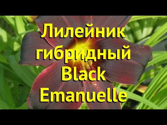 Лилейник гибридный Блэк Эммануэль. Краткий обзор, описание hemerocallis Black Emanuelle