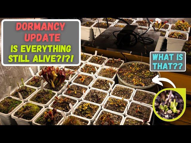 Venus Flytrap Dormancy Update + Tips To Survive The Winter Cold (Updated 2025)