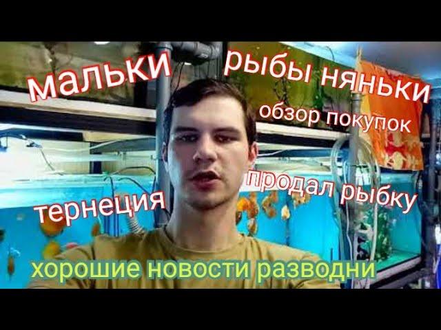 Много хороших новостей. Пары дискусов на нересте, мальки и покупки