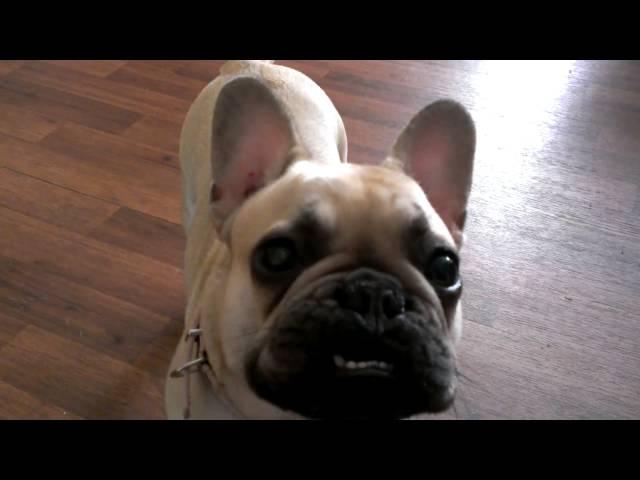 French bulldog sounds