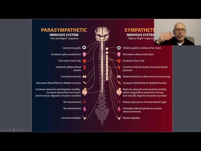 Empire Longevity: Optimized Nervous System