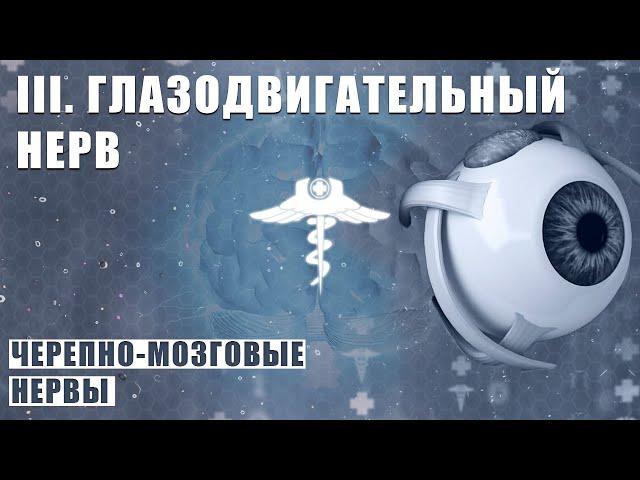 ГЛАЗОДВИГАТЕЛЬНЫЙ НЕРВ (N. OCULOMOTORIUS) │ Черепно-мозговые нервы │ III пара