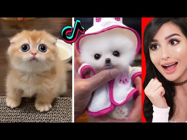 The CUTEST Animals On Tik Tok