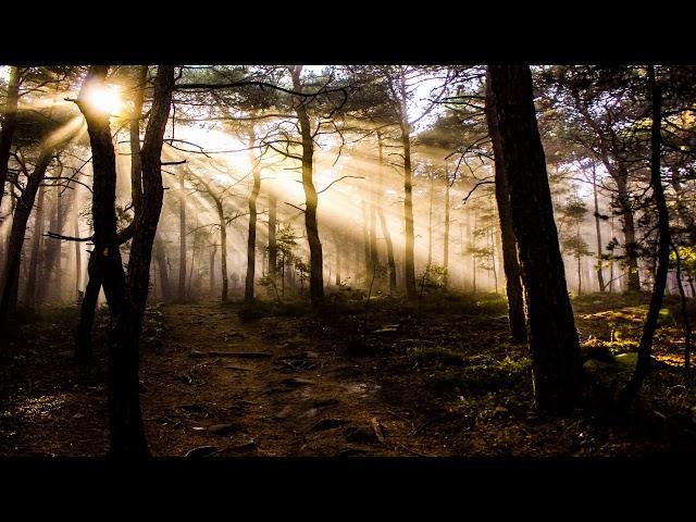 Spiritual Forest Sounds | Binaural Beats - Alpha Waves | Meditation to Celebrate the Moment