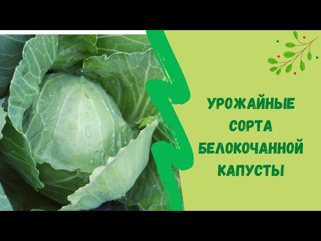 Урожайные сорта белокочанной капусты