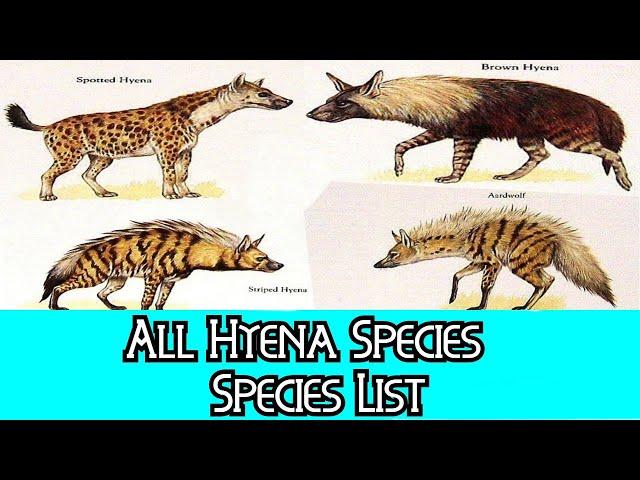 All Hyena Species - Species List