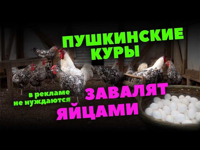 Пушкинские куры достойны жить в вашем сарае!